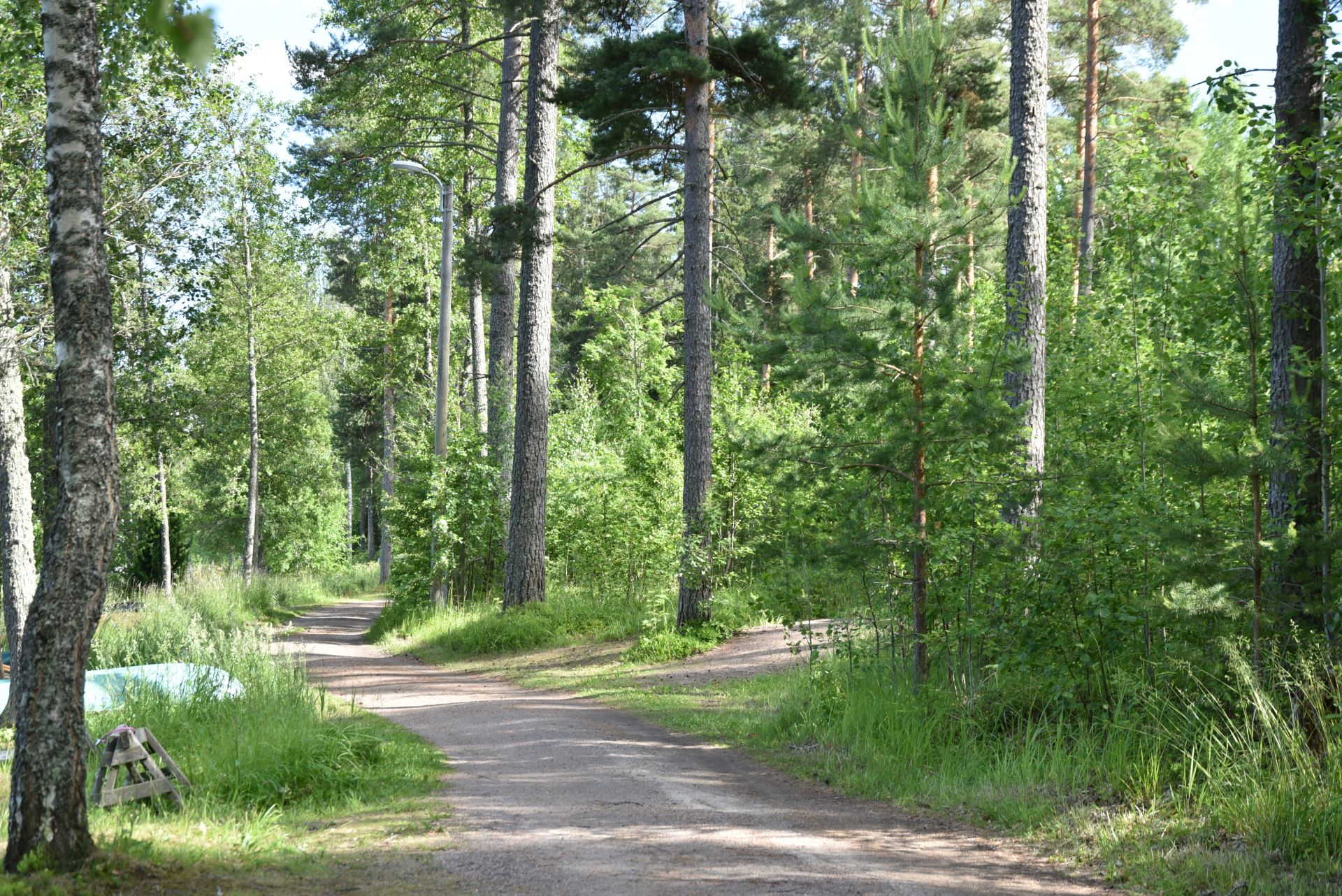 Vehreässä luonnossa kulkee leveä luontopolku.